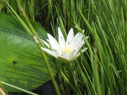 Nymphaea pulchella (Nymphaea pulchella)