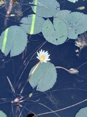 Nymphaea pulchella (Nymphaea pulchella)