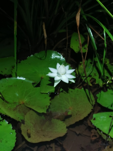Rudge's waterlily (Nymphaea rudgeana)
