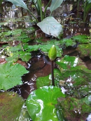 Rudge's waterlily (Nymphaea rudgeana)