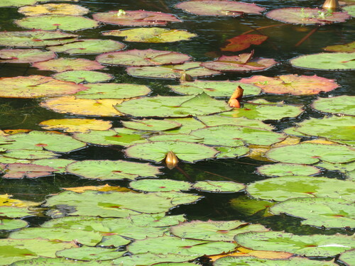Rudge's waterlily (Nymphaea rudgeana)