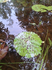 Rudge's waterlily (Nymphaea rudgeana)
