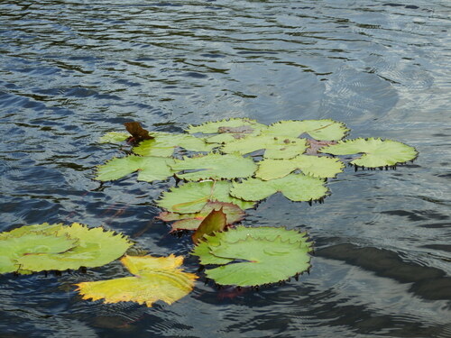 Rudge's waterlily (Nymphaea rudgeana)