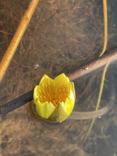 Nymphaea sulphurea (Nymphaea sulphurea)