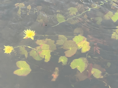Nymphaea sulphurea (Nymphaea sulphurea)
