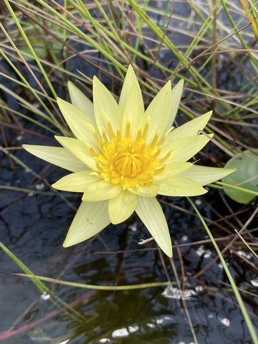 Nymphaea sulphurea (Nymphaea sulphurea)