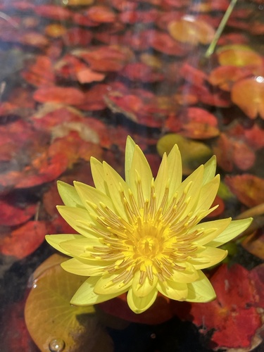 Nymphaea sulphurea (Nymphaea sulphurea)
