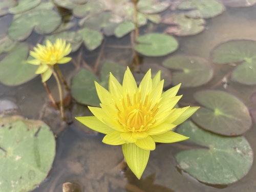 Nymphaea sulphurea (Nymphaea sulphurea)