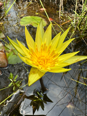 Nymphaea sulphurea (Nymphaea sulphurea)