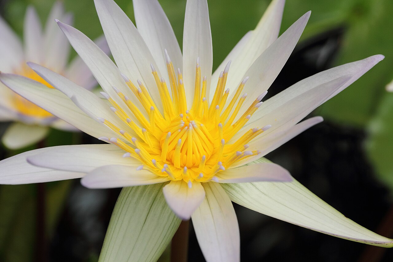 Waterlily: Nymphaea × daubenyana i Bergianska trädgården .