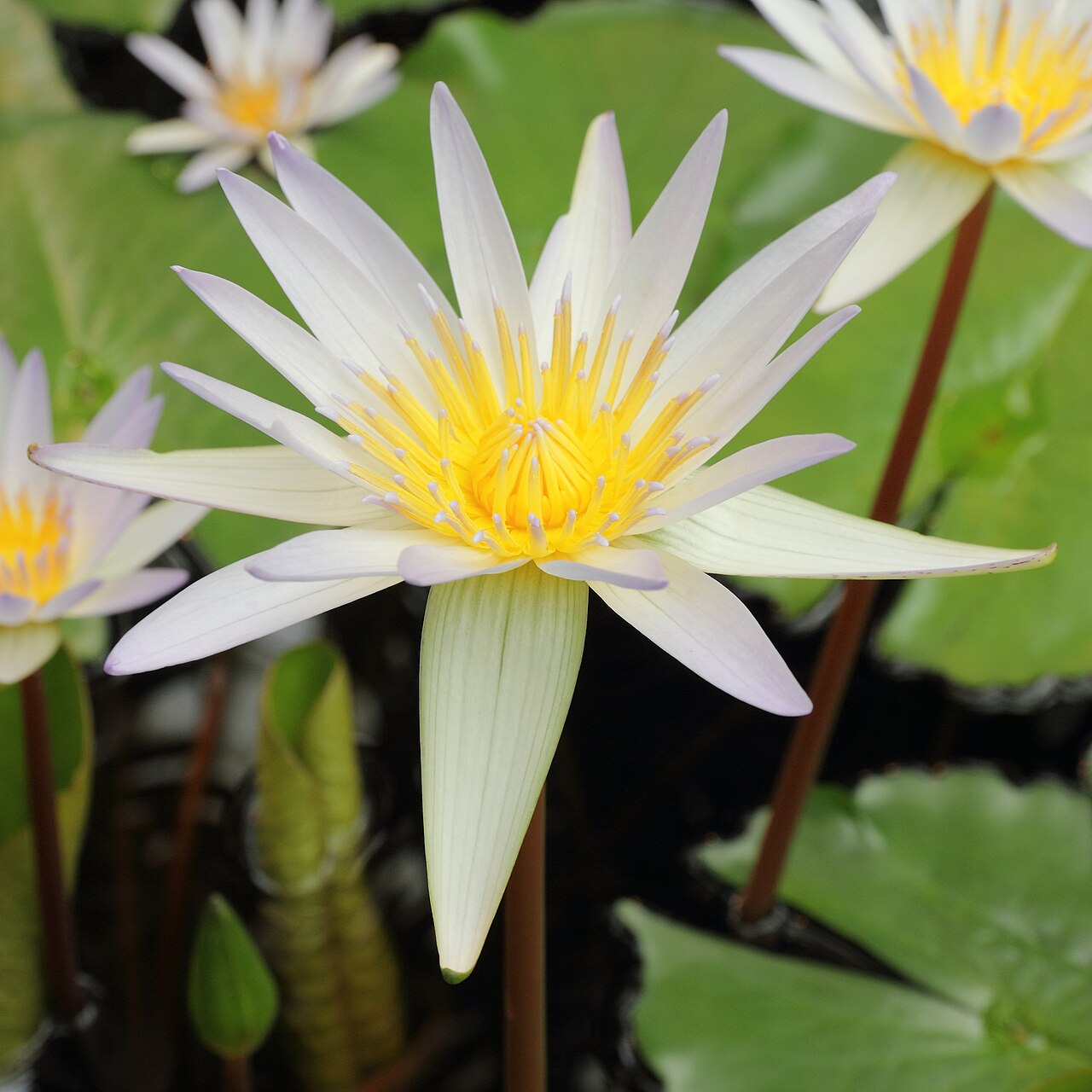 Waterlily: Nymphaea × daubenyana i Bergianska trädgården .