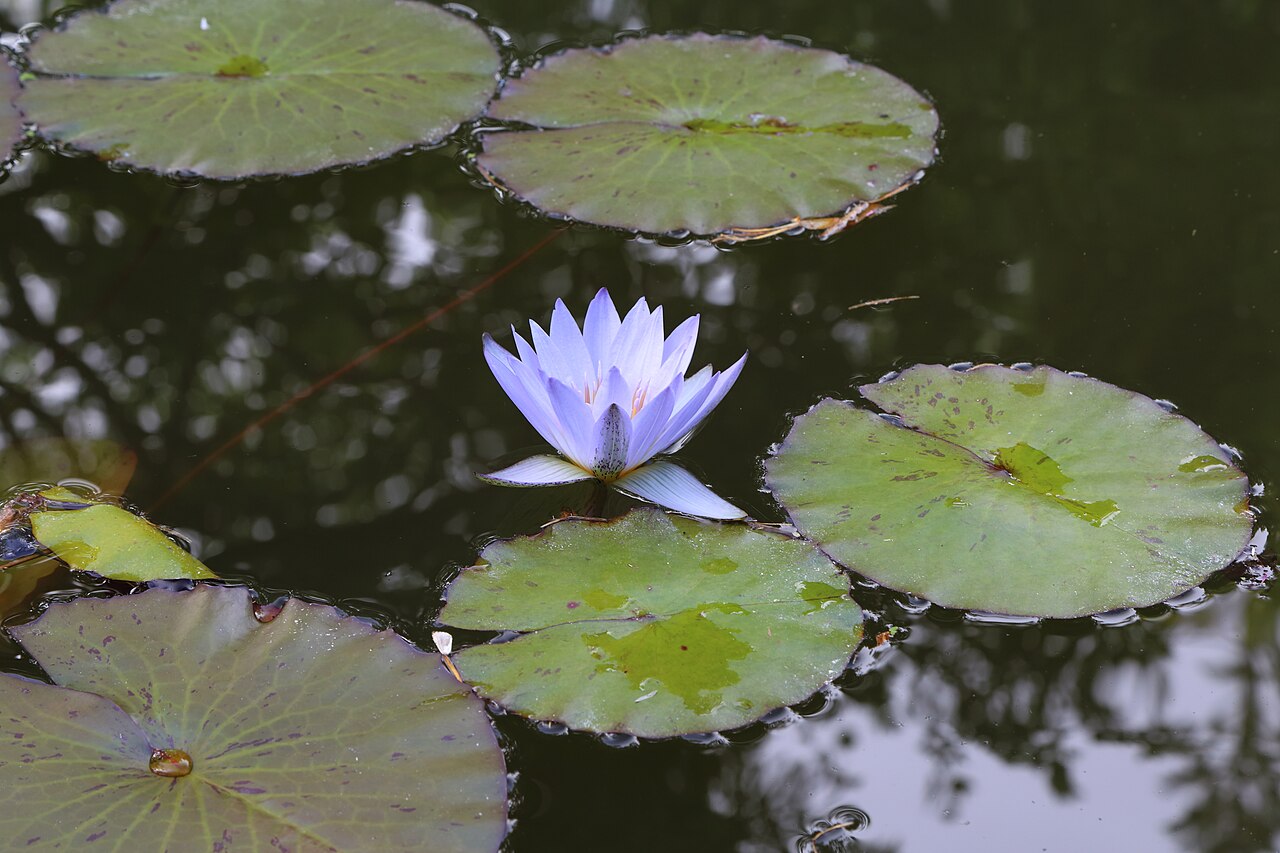 Waterlily: Nymphaea × daubenyana i parken Terra Nostra, Furnas, Azorerna.