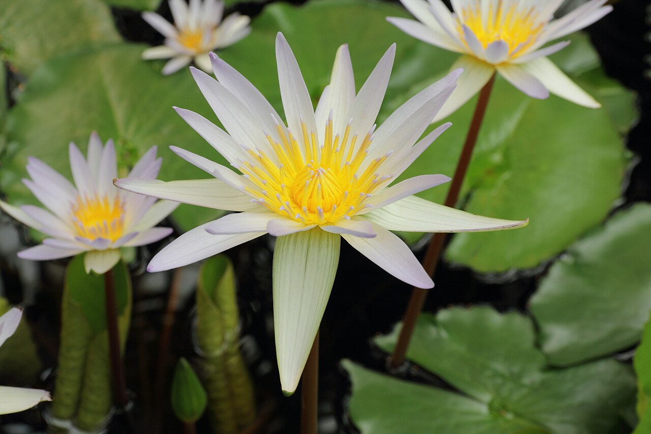 Waterlily: Nymphaea × daubenyana i Bergianska trädgården .