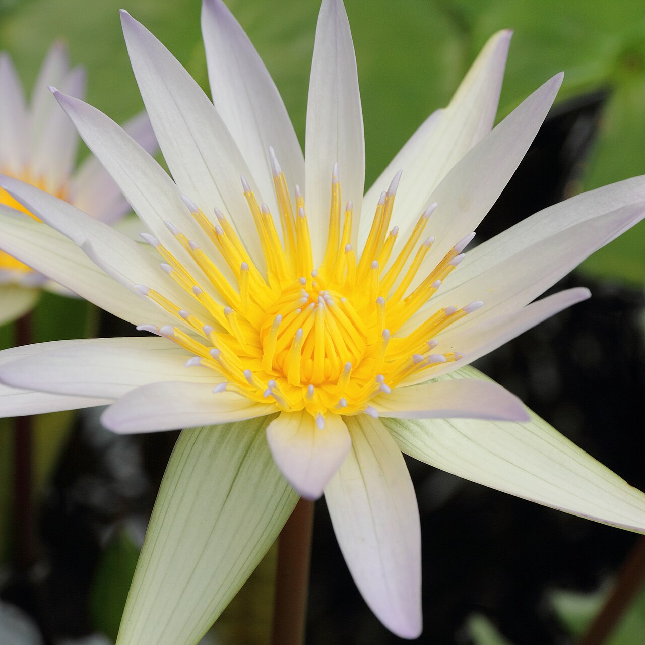 Waterlily: Nymphaea × daubenyana i Bergianska trädgården .