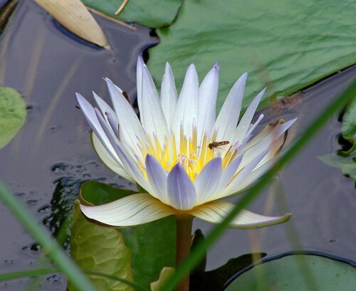 Waterlily: Nymphaea × daubenyana W.T.Baxter ex Daubeny. Parent species: Nymphaea micrantha × Nymphaea caerulea (cultivar: Daubeny 1863). There are approximately 35-40 spec