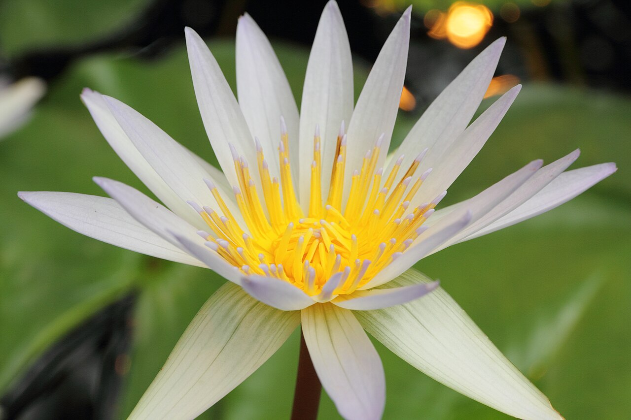 Waterlily: Nymphaea × daubenyana i Bergianska trädgården .