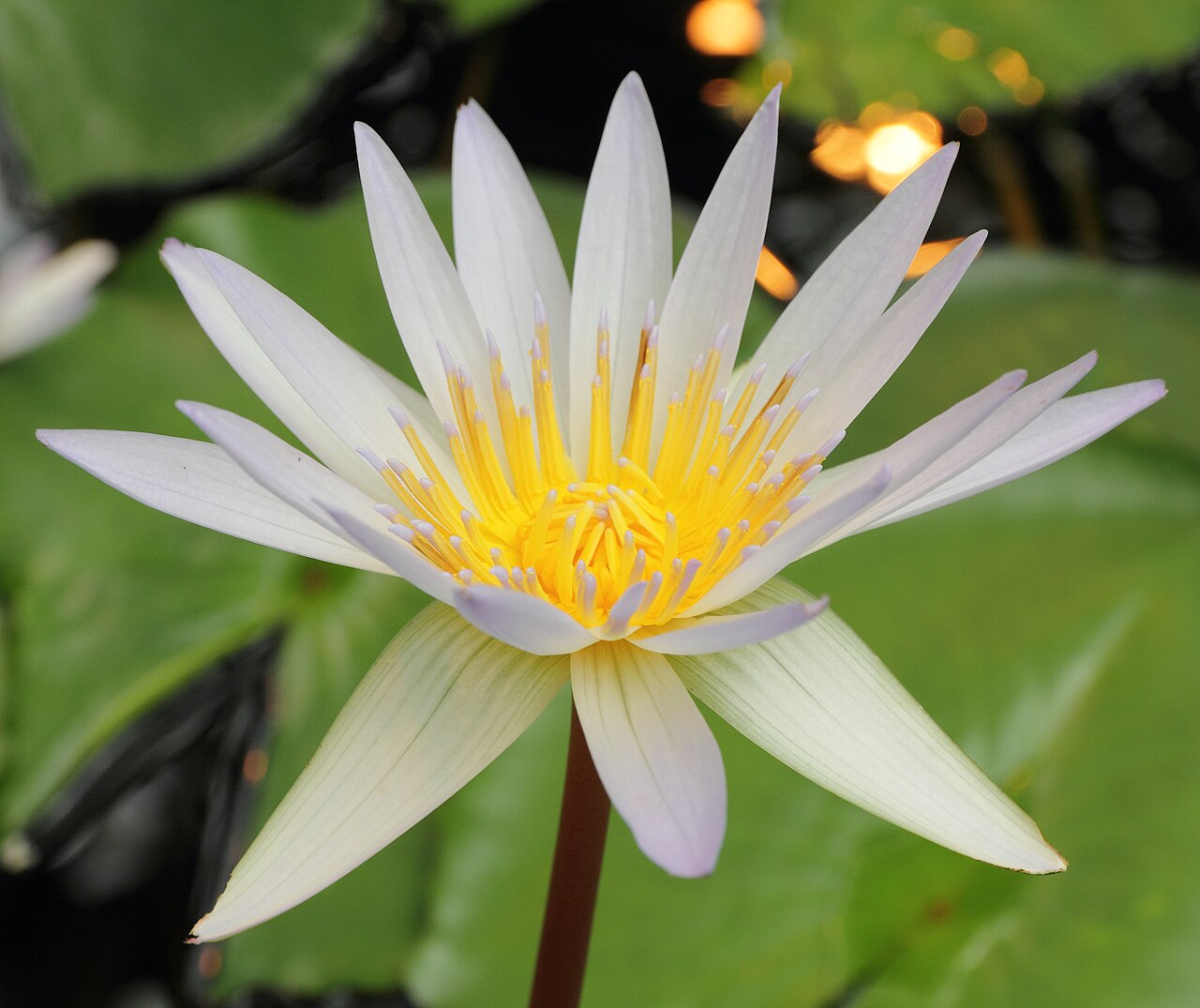 Waterlily: Nymphaea × daubenyana i Bergianska trädgården .