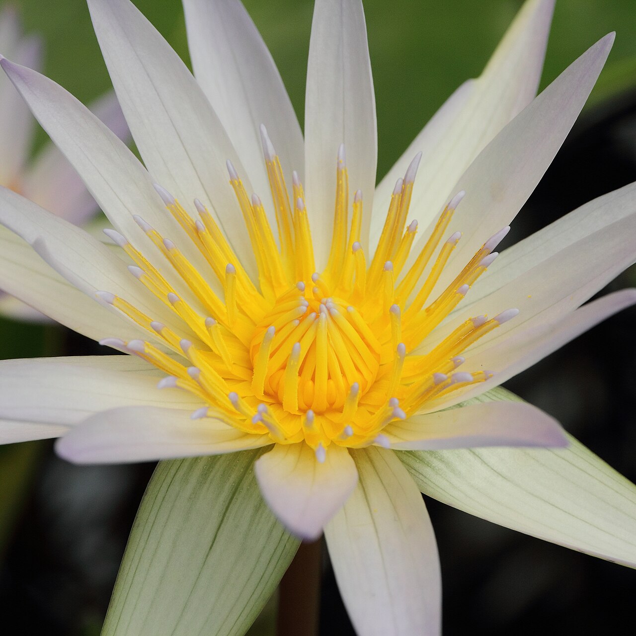 Waterlily: Nymphaea × daubenyana i Bergianska trädgården .