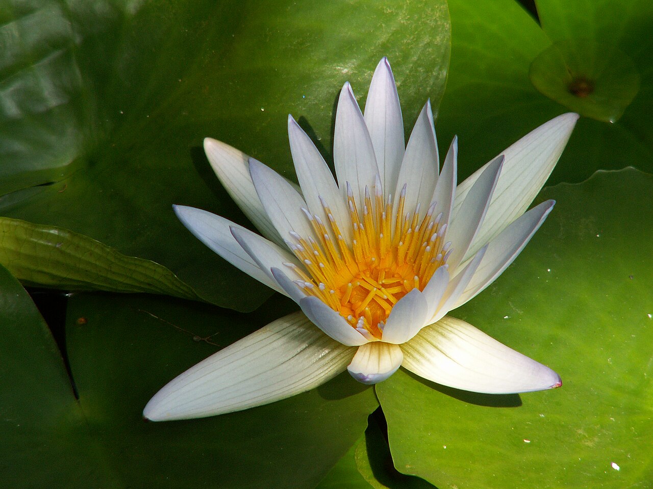 Waterlily: Nymphaea × daubenyana