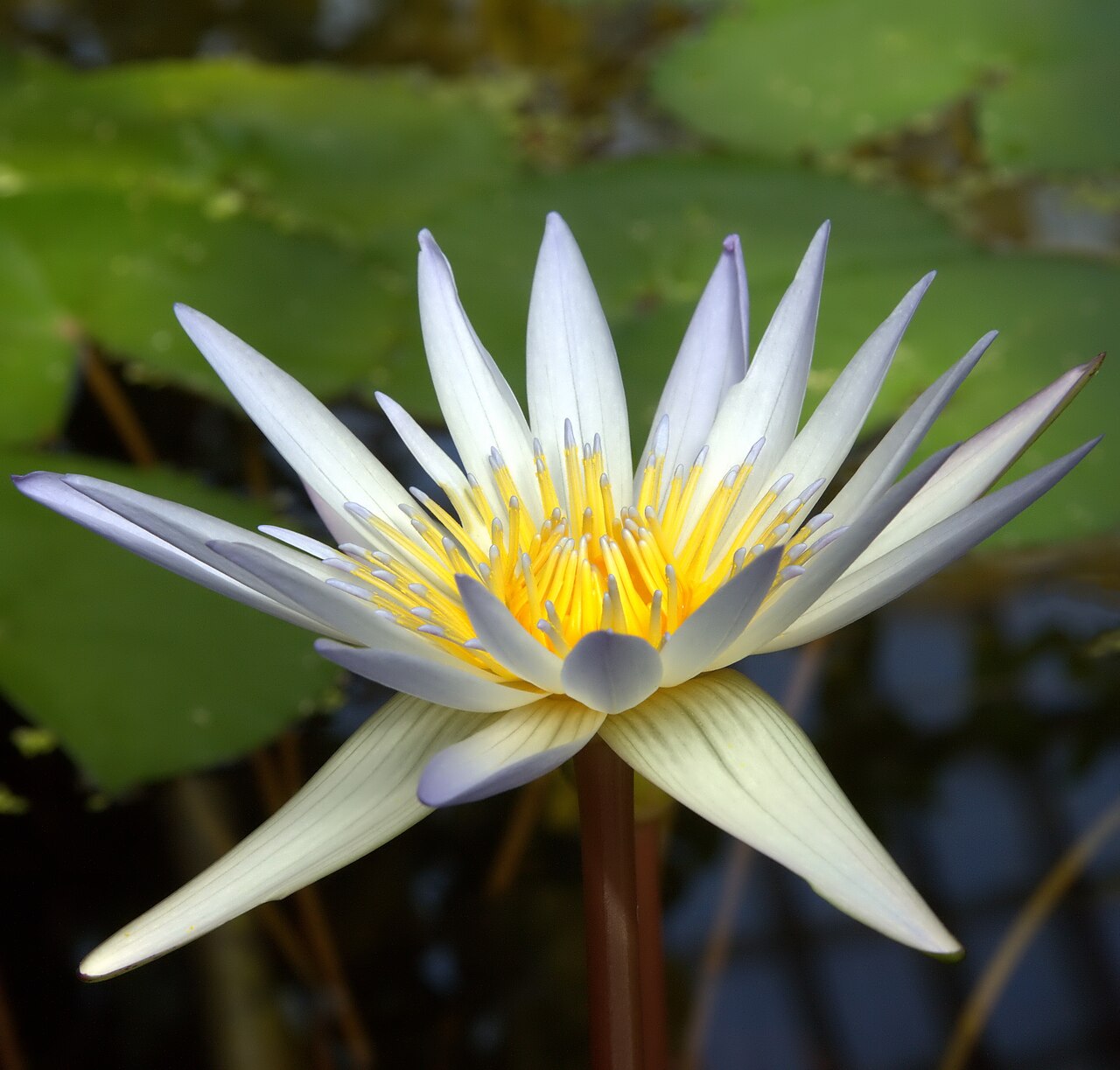 Waterlily: Nymphaea × daubenyana