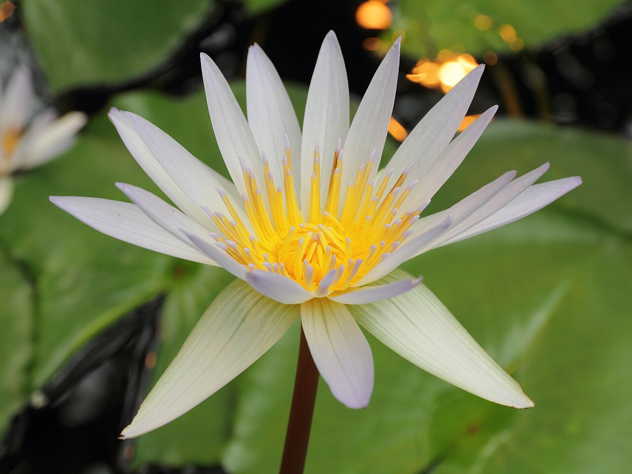 Waterlily: Nymphaea × daubenyana i Bergianska trädgården .