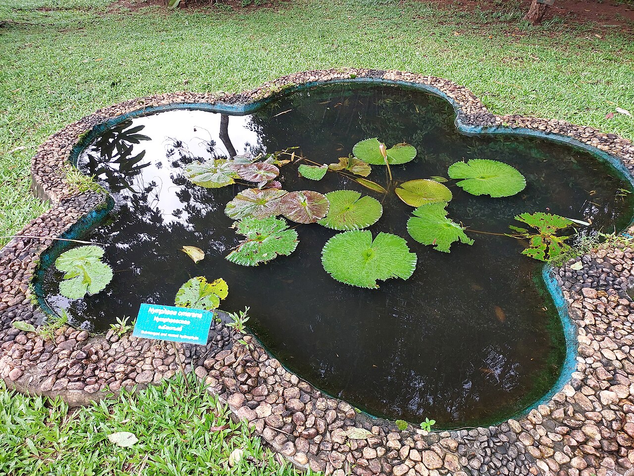 Nymphaea × rosea: Nymphaea omarana