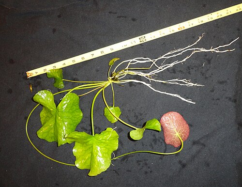 Big floatingheart: This is an aquarium specimen of Nymphoides aquatica. For scale, the tape measure is in USA inches. The "banana" portion of the plant is near the 8-9 inch mark.