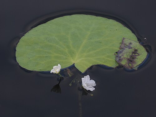 Big floatingheart: Big Floating-heart - Nymphoides aquatica, Everglades National Park, Homestead, Florida, December 9, 2023