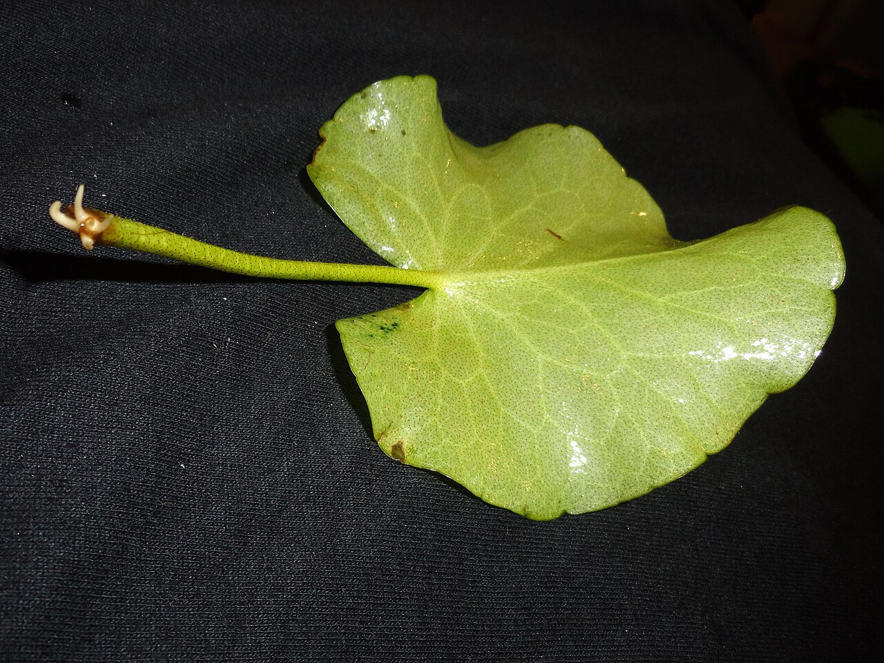Big floatingheart: Aquarium specimen of Nymphoides Aquatica. This was propagated by leaf clipping. After floating freely for 2 weeks the stalk is sprouting roots.