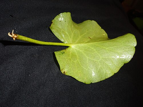 Big floatingheart: Aquarium specimen of Nymphoides Aquatica. This was propagated by leaf clipping. After floating freely for 2 weeks the stalk is sprouting roots.