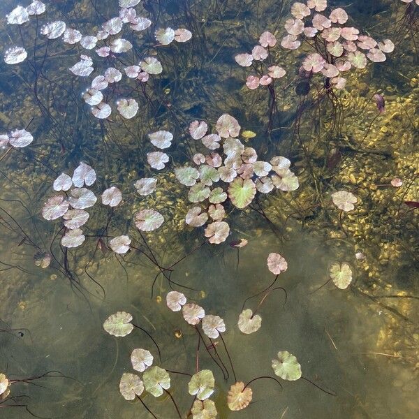 Fringed water-lily (Nymphoides peltata)
