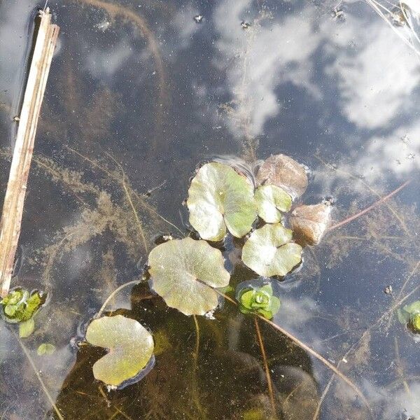 Fringed water-lily (Nymphoides peltata)