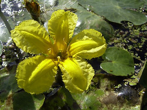 Fringed water-lily: Eigengemaakte foto, Alkmaar , sep 2004, sloot langs rondweg