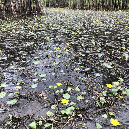 Fringed water-lily (Nymphoides peltata)