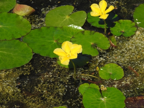 Fringed water-lily (Nymphoides peltata)