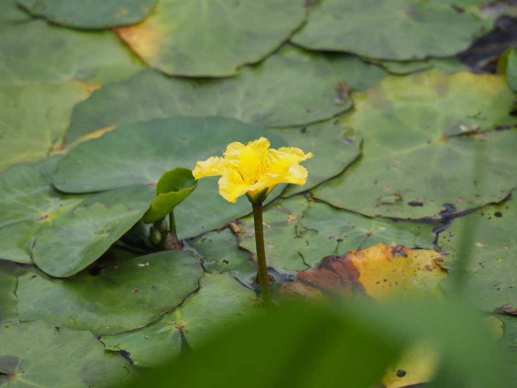 Fringed water-lily (Nymphoides peltata)
