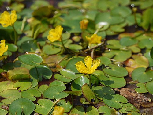Fringed water-lily: plavín štítnatý