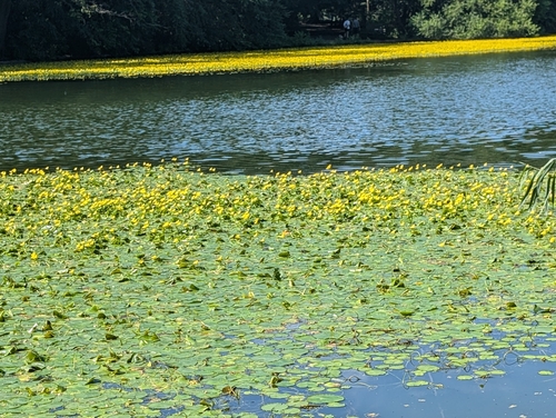 Fringed water-lily (Nymphoides peltata)
