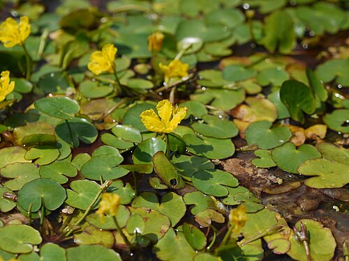 Fringed water-lily: plavín štítnatý