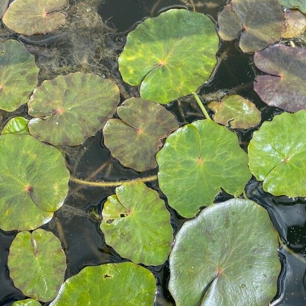 Fringed water-lily (Nymphoides peltata)