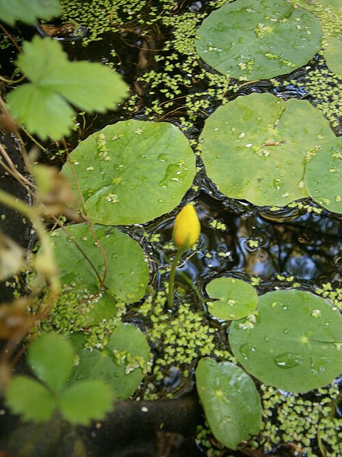 Fringed water-lily: Nymphoides peltata bud