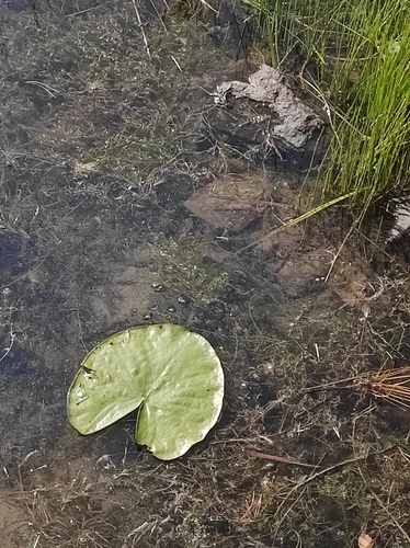 Fringed water-lily (Nymphoides peltata)
