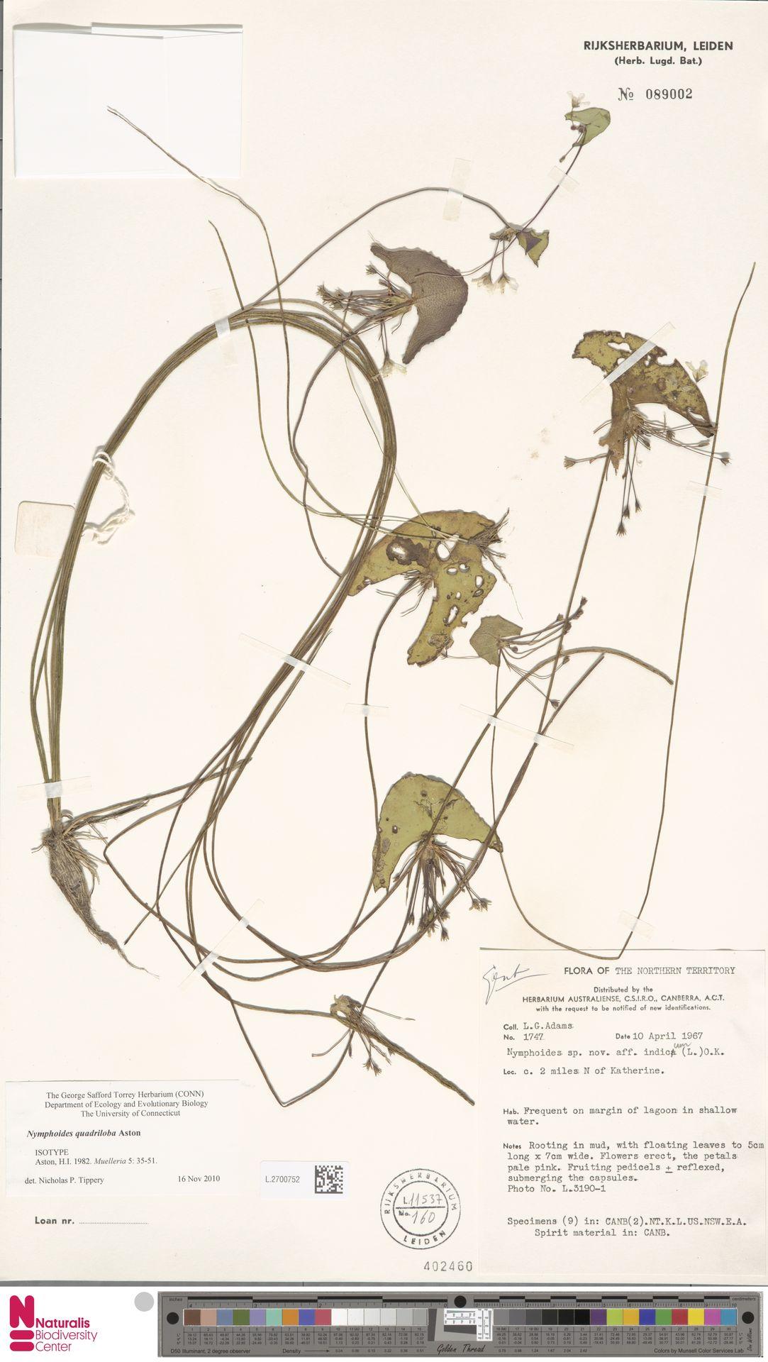 Nymphoides quadriloba: Nymphoides quadriloba Aston (type of) - Nymphoides quadriloba Aston