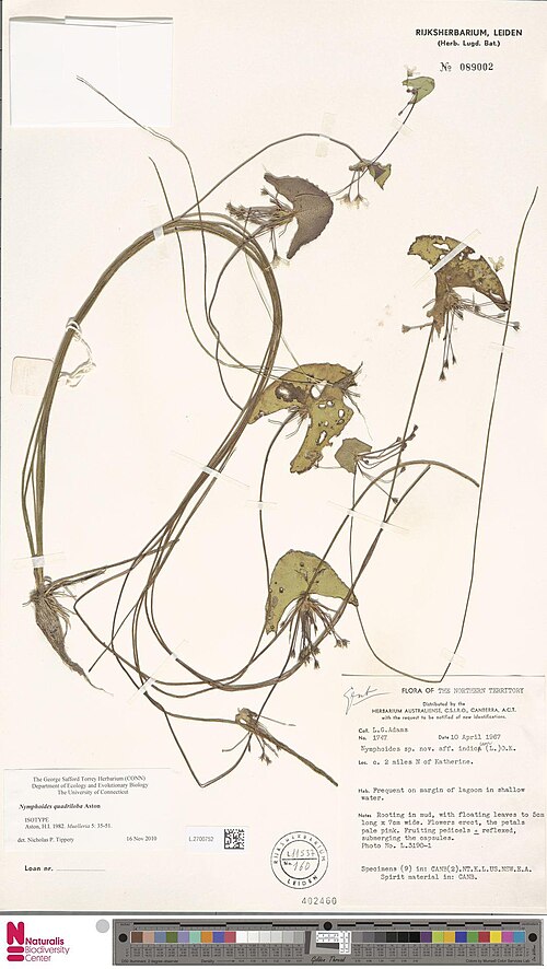 Nymphoides quadriloba: Nymphoides quadriloba Aston (type of) - Nymphoides quadriloba Aston