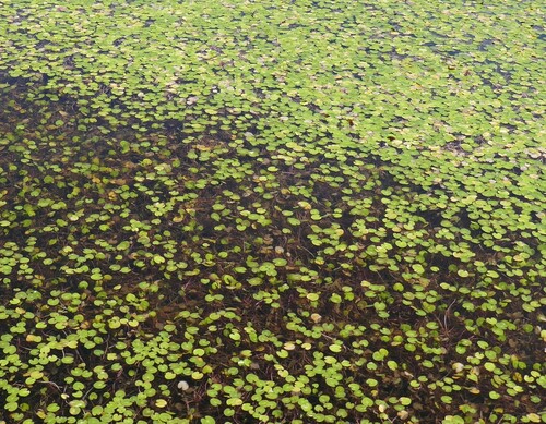 Nymphoides × montana (Nymphoides × montana)