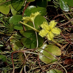 Nymphoides × montana (Nymphoides × montana)