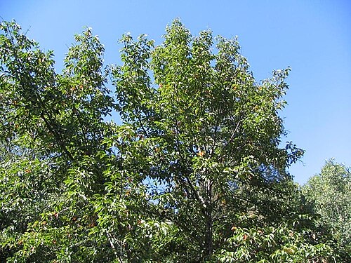 Chinese tupelo: Location taken: The United States National Arboretum, Washington DC. Names: Nyssa sinensis Oliv., Chinese Tupel Classification: Plantae > Magnoliophyta > Magnol