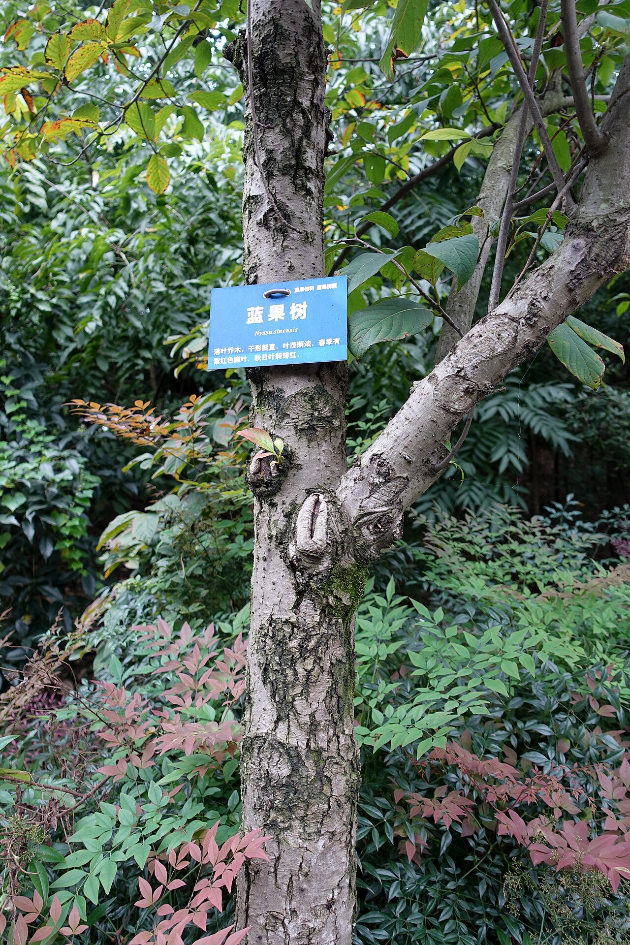 Chinese tupelo: Botanical specimen in the Chengdu Botanical Garden - Chengdu, China.