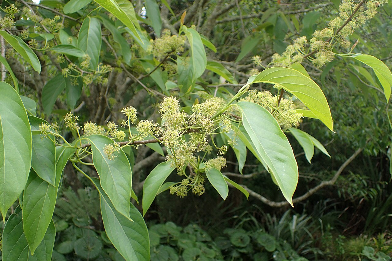 Chinese tupelo: Nyssa sinensis in Auckland Botanic Gardens