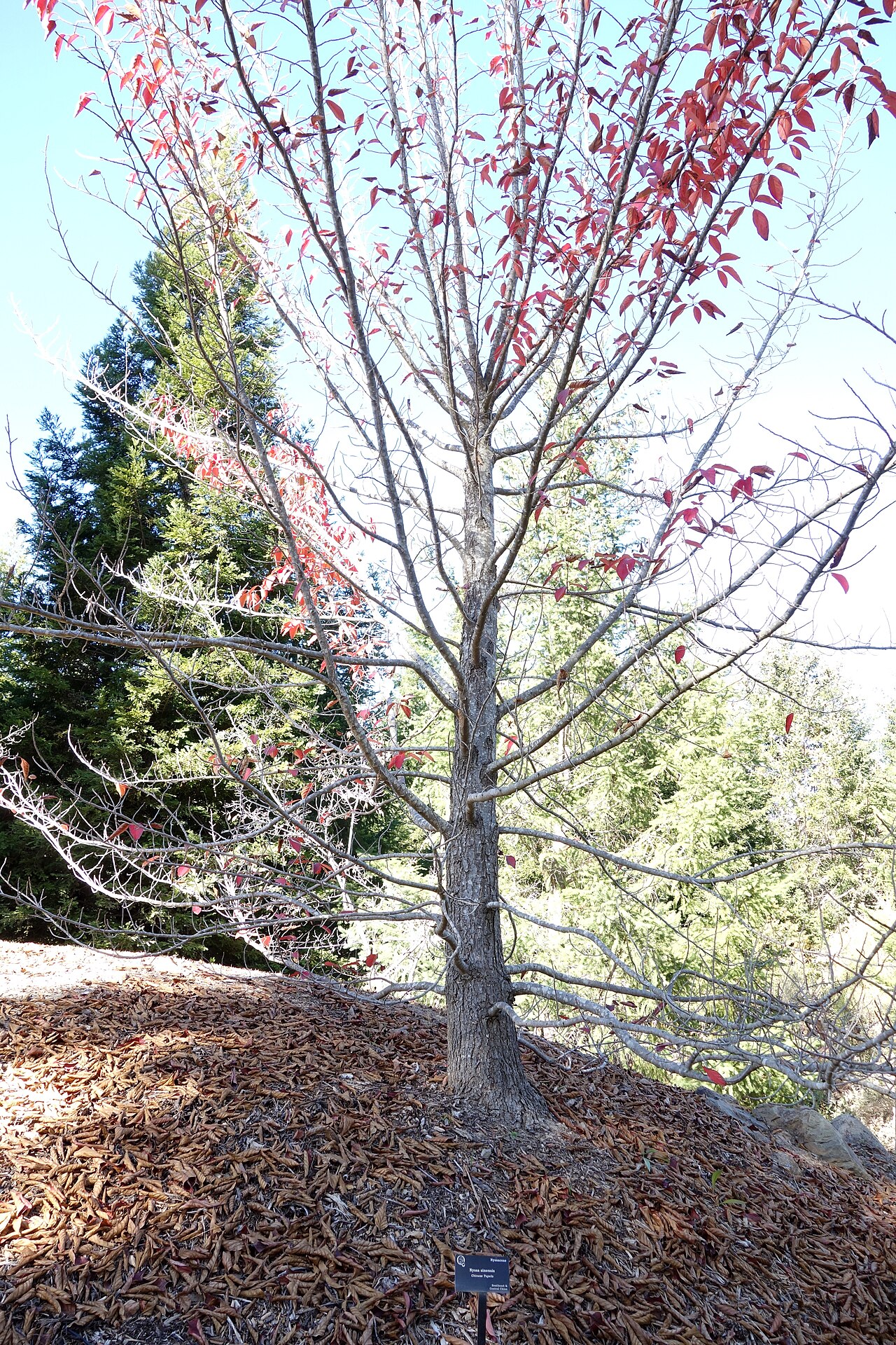 Chinese tupelo: Botanical specimen in Quarryhill Botanical Garden, Glen Ellen, California, USA.